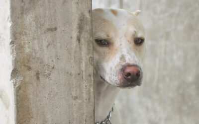 Amener son chien ou son chat à Palawan