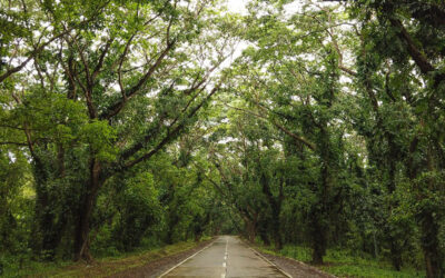 La lutte écologiste des tribus autochtones de Palawan