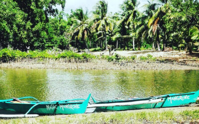 Visite des mangroves d’El Nido